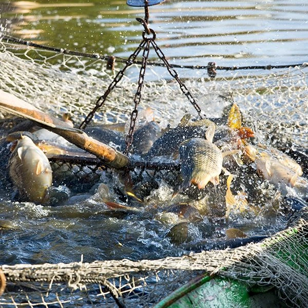 Poisson d'élevage Poisson d'élevage