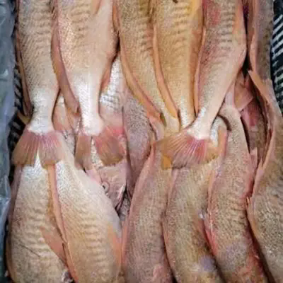 Quelles variables cachées modifient la valeur au débarquement du Premium Frozen Yellow Croaker Whole Round ?