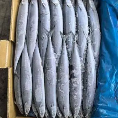 Saury du Pacifique surgelé en mer BQF