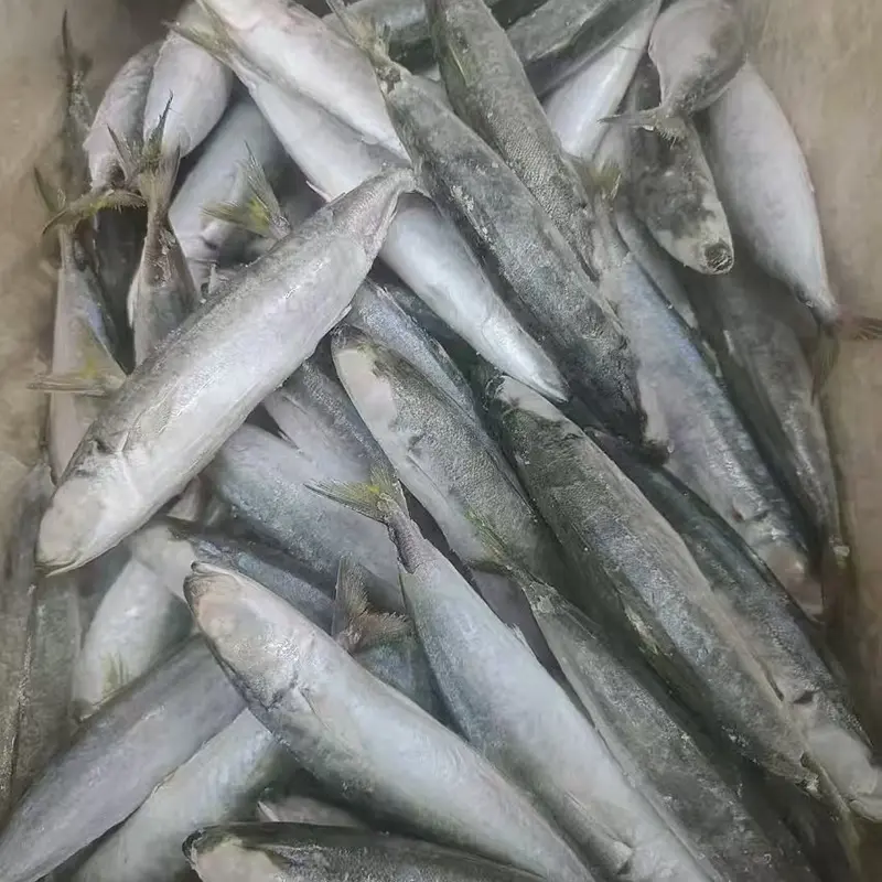 Layang scad congelé tout rond