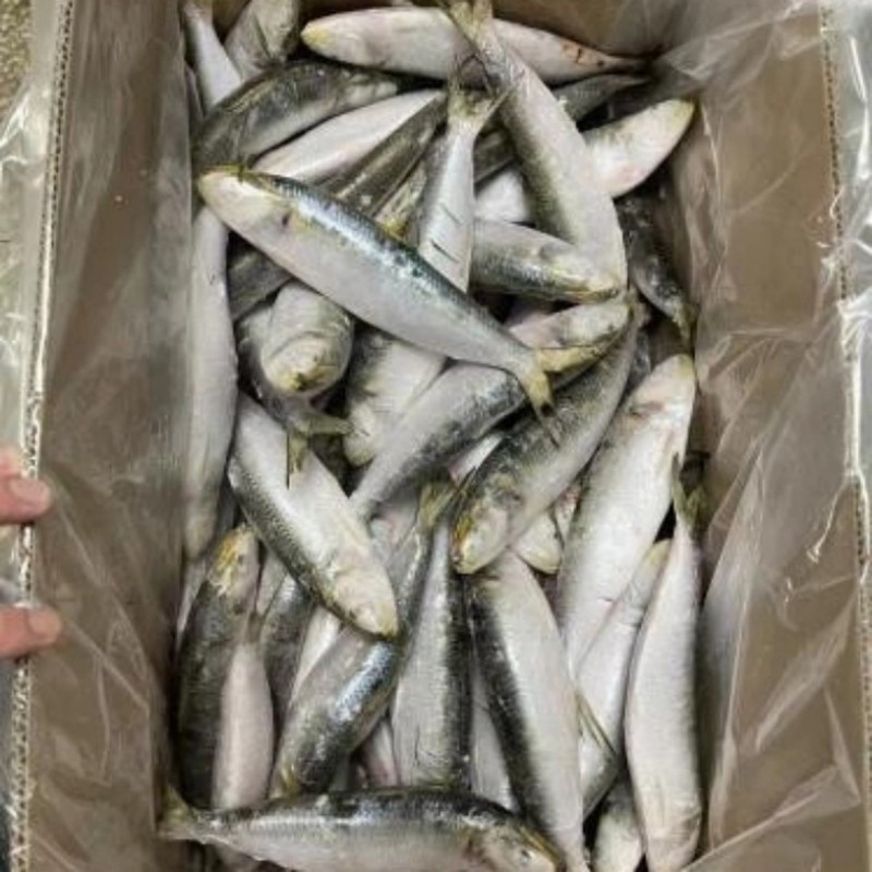 Sardine entière surgelée