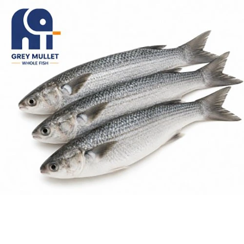Poisson entier de mulet gris surgelé de haute qualité