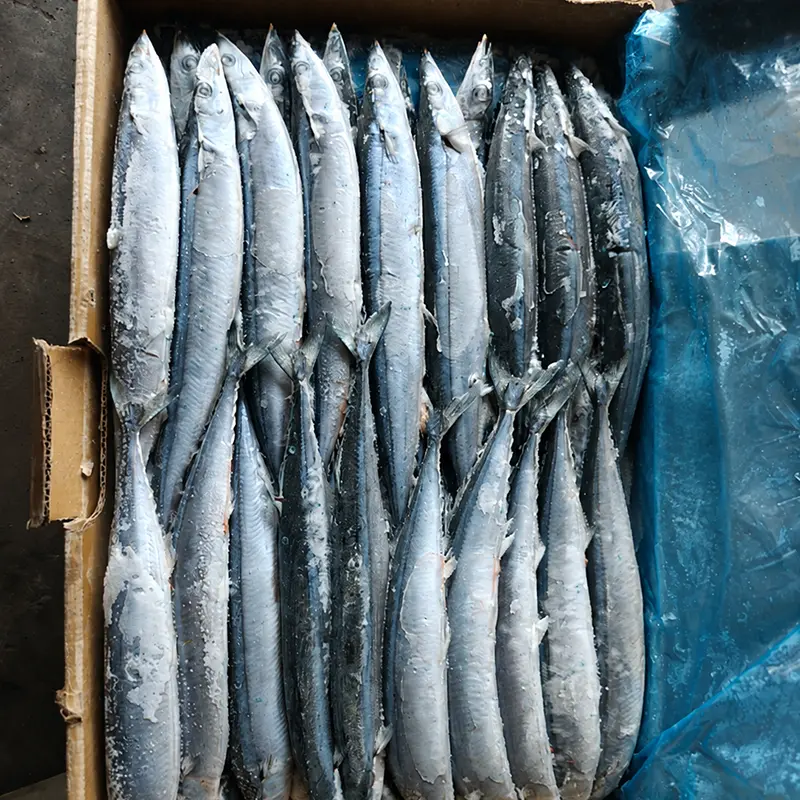 Saury du Pacifique congelé en mer de haute qualité