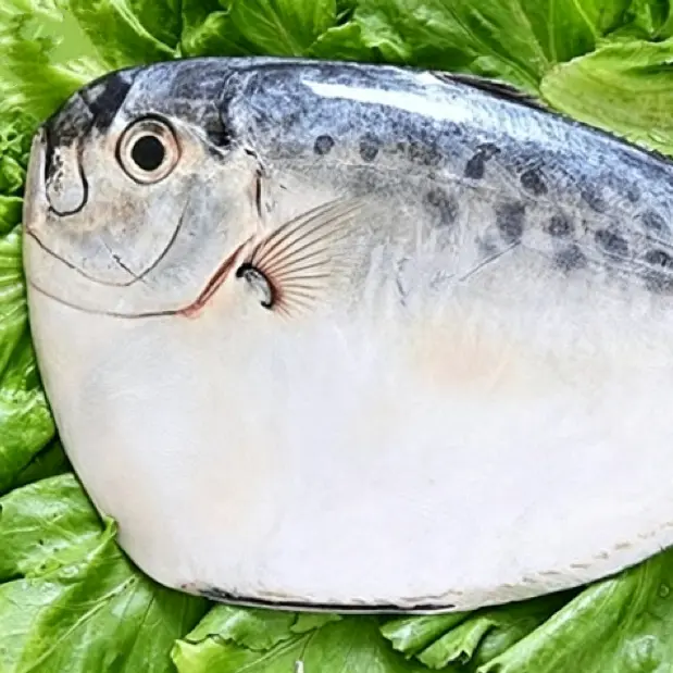 Poisson de lune surgelé IQF rond entier