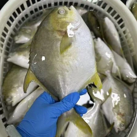 Pomfret doré surgelé de qualité supérieure