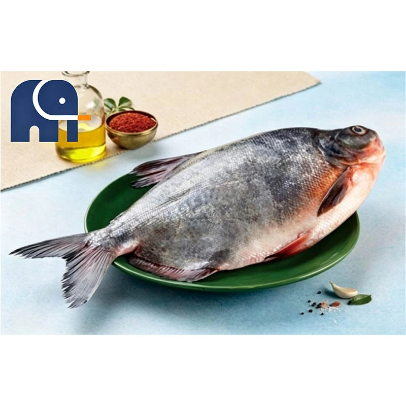 Pomfret rouge surgelé de qualité supérieure, rond entier